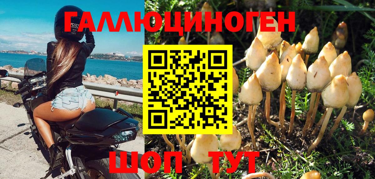 Псилоцибиновые грибы Psilocybe Фурманов